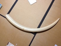 20キロ超えの象牙の磨き牙1本