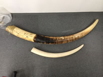 象牙の磨き牙と原木の2本