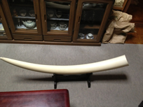 25キロ越えの象牙の磨き牙1本