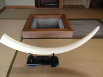 40キロ超えの象牙の磨き牙1本